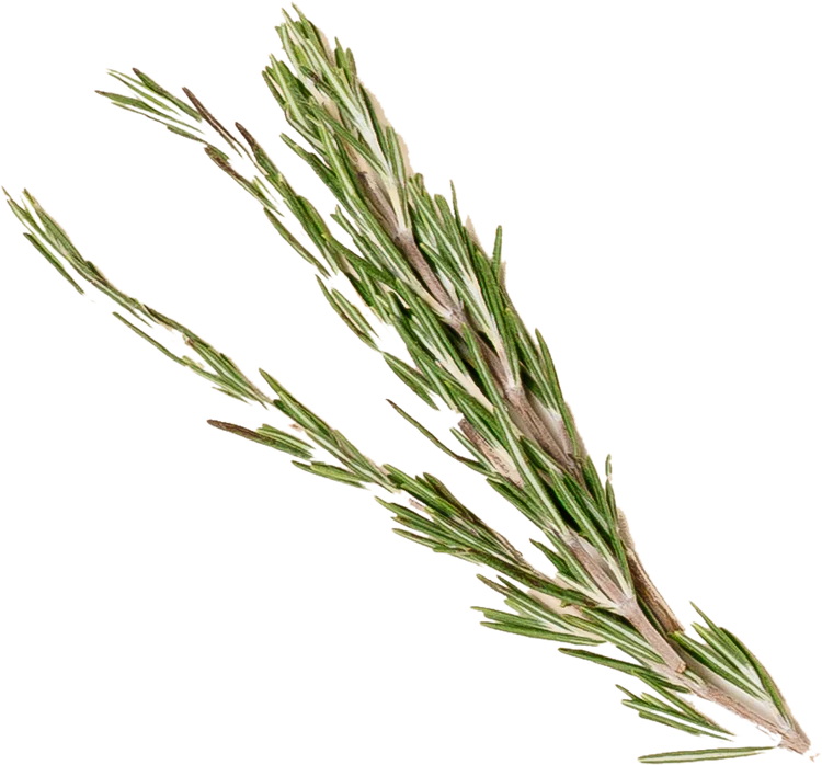 rosemary